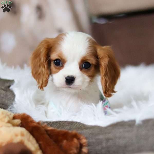 Cole, Cavalier King Charles Spaniel Puppy